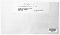Erysiphe heraclei image
